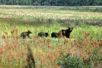 Mount Si bear encounter