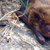 Seattle rabid bat