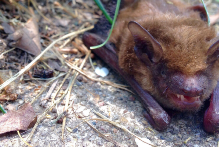 Seattle rabid bat