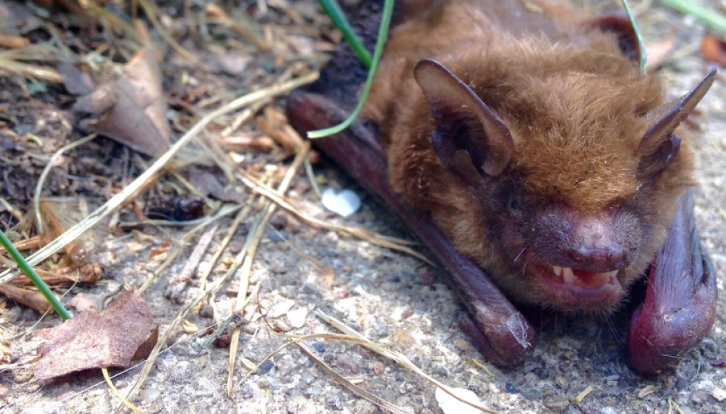 Seattle rabid bat