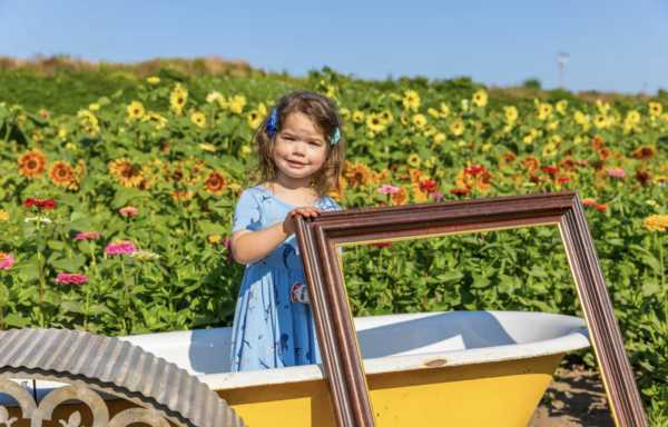 Sunflower fests
