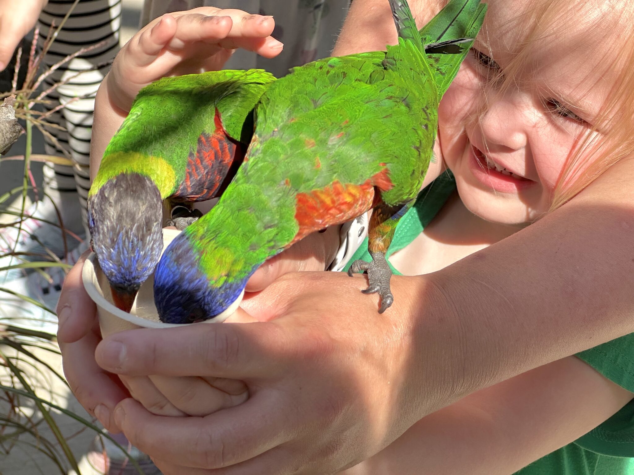 Lorikeet Landing Woodland Park Zoo don't pet